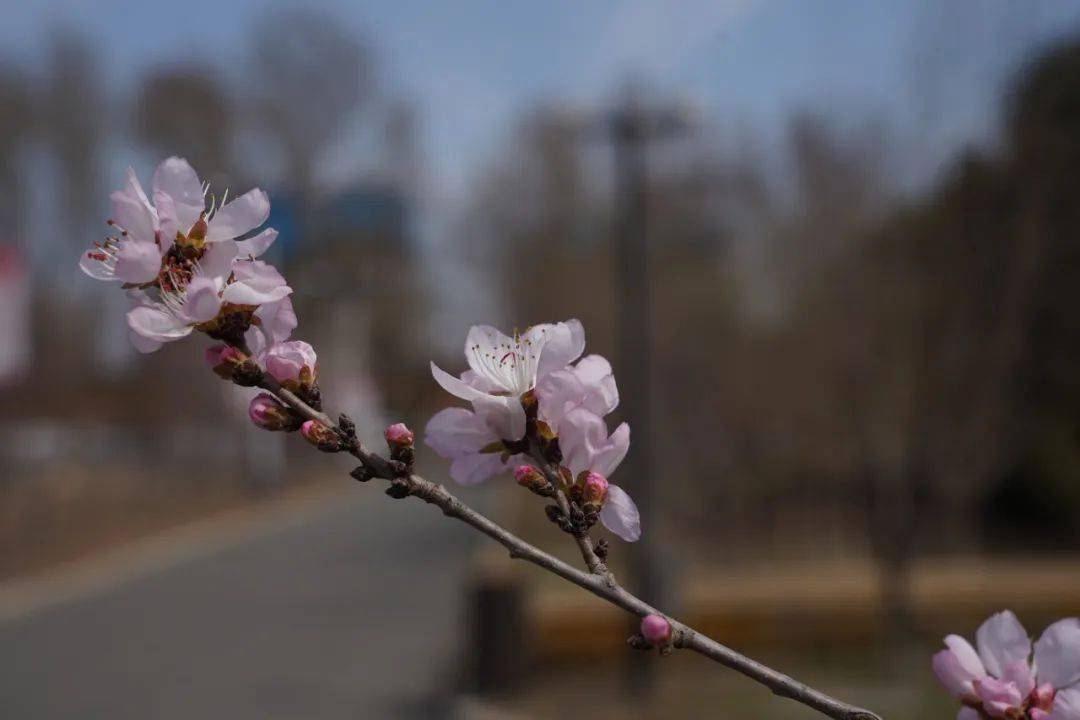 吉林大学毕业证(吉林大学毕业证书图片)
