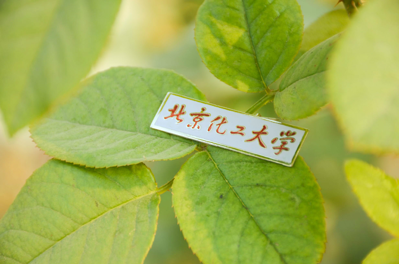 北京化工大学北方学院毕业证